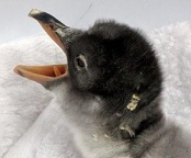 The Gay Penguins of Australia