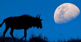 Science News: The Moon Lights The Way by Erin Wayman